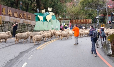清境奔羊節，仁愛警加強交通疏導