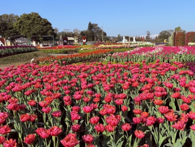 中社觀光花市百花齊開迎春　海區橙色花瀑布─炮仗花花牆應景大爆開