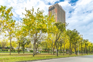 嘉義福容voco酒店曝「賞花懶人包」 阿里山櫻花、黃金阿勃勒必看美景