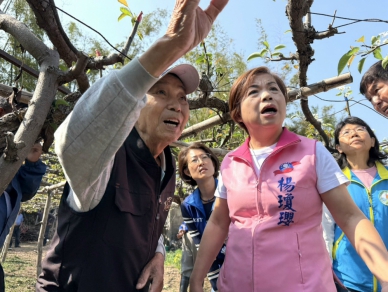 雨量少又冷熱劇變  后里高接梨災損擴大  立委楊瓊瓔現勘爭取現金救助