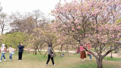 新春賞櫻   絕不能錯過新竹公園櫻花大道！