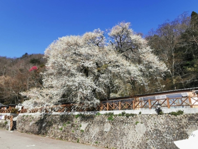 觀霧霧社櫻王開花逾7成   清明連假入山賞櫻正是時候
