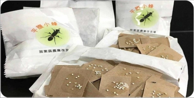 臭屁蟲是荔枝農大敵   竹市與農會釋放53萬隻平腹小蜂    生物防治助果農