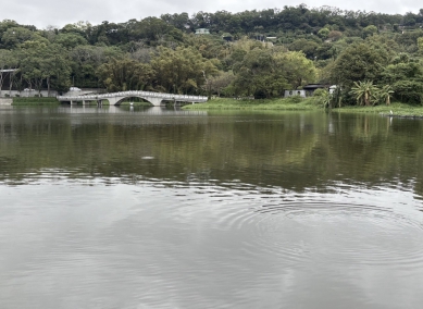 生態殺手布袋蓮清除   新竹市青草湖重現湖光山色