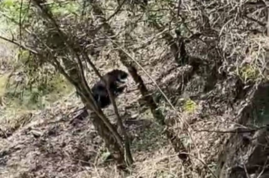 臺灣黑熊現身大鹿林道東線　新竹分署籲山友提高警覺