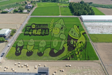 呆萌菜奇鴨躍上後壁稻田　2026臺南好米季搶先暖身 10月9日相約菁寮「稻陣走」 賞稻田、品好米、遊農村