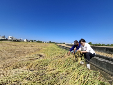 薔琵吹倒霧峰香米損失六成  民進黨台中市議員張芬郁要求納入救助範圍