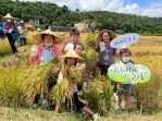 臺中市外埔區農會舉辦彩繪稻田收割活動  滿足遊客與來賓體驗收割稻穀的樂趣