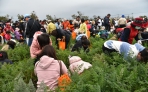 國際胡蘿蔔日1.5萬人共襄慶典　張麗善力讚雲林良品站穩國際