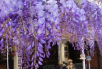 紫藤綻放迎來浪漫紫藤花季　梅山瑞里社區紫色野餐派對17日登場
