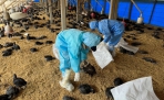 虎尾土雞場發生H5N1禽流感　撲殺銷毀11,108隻黑羽土雞