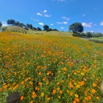 暑期賞花新熱點！中市后里環保公園金黃花海盛放