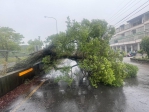 強颱凱米肆虐   烏大龍地區多處路樹倒塌   還有民眾在河床釣魚   警迅速排除及勸離