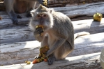 讓動物跟人類一起過中秋！久元電子攜手新竹動物園製作動物專屬月餅   創造中秋話題