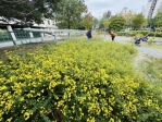 新竹好撒野！受脅植物復育成果亮麗  新竹油菊花海盛放將軍村