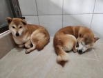 新竹縣13隻柴犬遭棄養   動保所救援查辦   最重課40萬元罰款