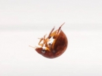 生物力學助力   昆蟲少年推論遠古牙蟲游泳行為演化