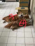 狗母子偷溜外出幸經二名女大生送交警方尋找飼主結束一場驚魂記