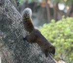 台中公園禁捕松鼠 農業局：違者最高罰30萬