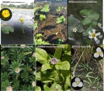 桃園埤塘水生植物永續保育   官學公私協力   腦力大激盪