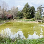 梨山秋季「楓」景登場！交通局開賣台中Go限時優惠套票 搭公車賞楓趣