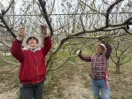 外埔徐寶卿夫妻開始整理水蜜桃園　期待明年四月產期出現好成果