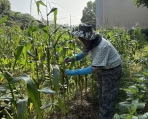 免費當5個月都市農夫！台中「環保農園」開放抽籤  30個名額等你來體驗