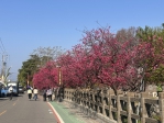 后里泰安櫻花季27日浪漫登場迎賞花熱潮  區長賴同一邀鄉親共賞春日花海