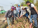 民雄鄉鳳梨受乾旱植株生長遲緩 鄉長林于玲現場會勘關心農民