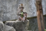 動物也吃粽子！新竹動物園百態橫生   樂趣一致