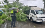 風雨無阻守護民眾　豐原警即時排除倒樹化解危機