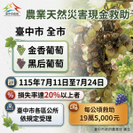 中市金香葡萄及黑后葡萄災損  7月24日前可申請現金救助