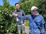 大坑椪柑受極端氣候衝擊產量恐剩不到三成  陳成添攜吳宗學上山勘災  農友苦不堪言  籲中央地方儘速啟動農損救助