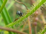 竹北蓮花寺濕地    食蟲植物天堂