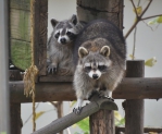 老動物園跟上新時代腳步   新竹市立動物園通過環境教育設施場所認證