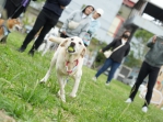 新竹市毛小孩運動會   五大毛孩趣味競賽   9/20北大公園開跑