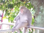 撞見臺灣獼猴怎麼辦?「不驚慌、不驚擾、不餵食」新竹縣呼籲守護人猴共存