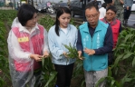 薔琵颱風強風重創雲林農作　張麗善縣長：爭取全品項現金救助