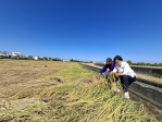 薔琵吹倒霧峰香米損失六成  民進黨台中市議員張芬郁要求納入救助範圍