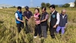 台中二期稻倒伏慘收不到2成   立委楊瓊瓔籲速通報爭取現金救助